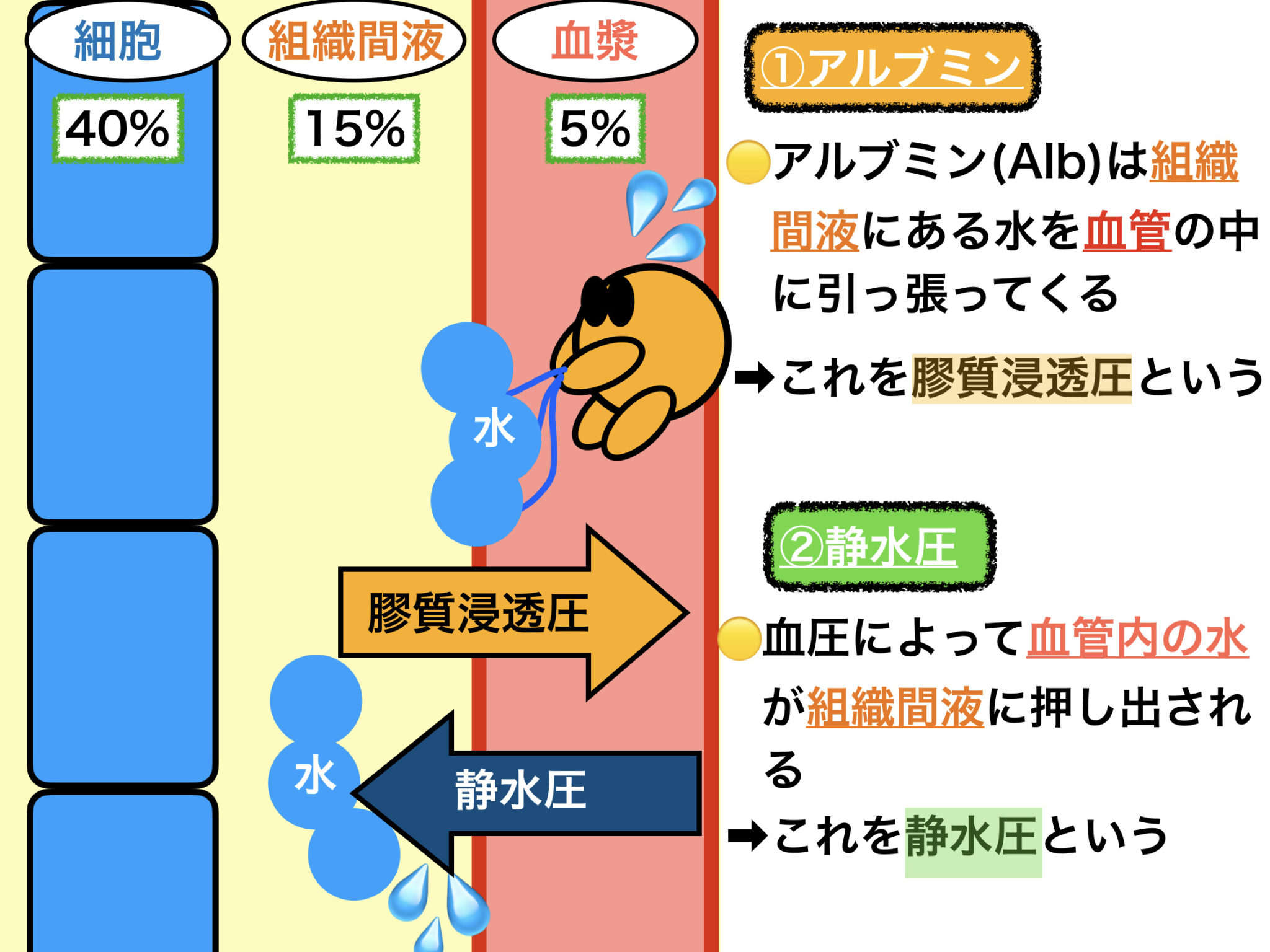 浸透圧とは？膠質浸透圧を簡単にわかりやすく解説！看護師国試に合格！