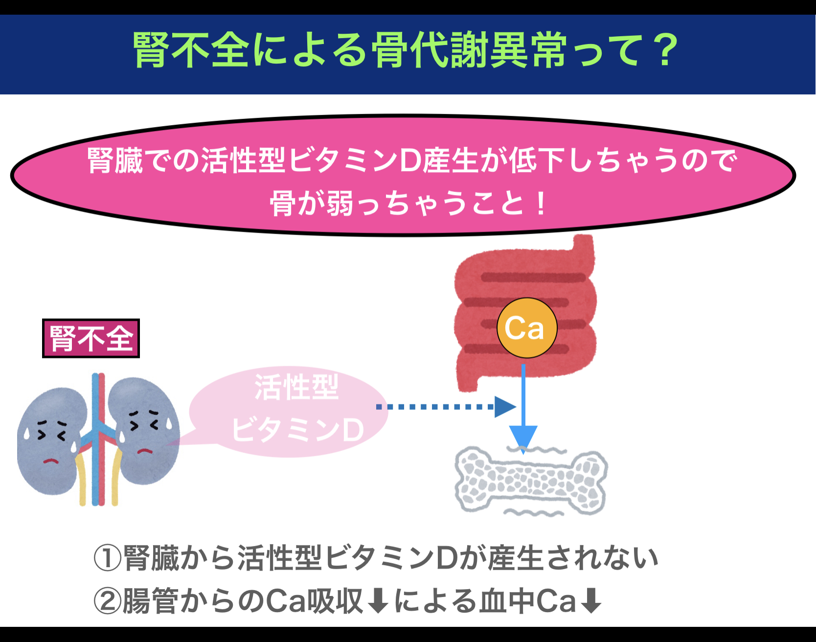 慢性腎不全ってどんな病態？〜骨粗鬆症になる仕組みや貧血になる仕組みを解説！〜