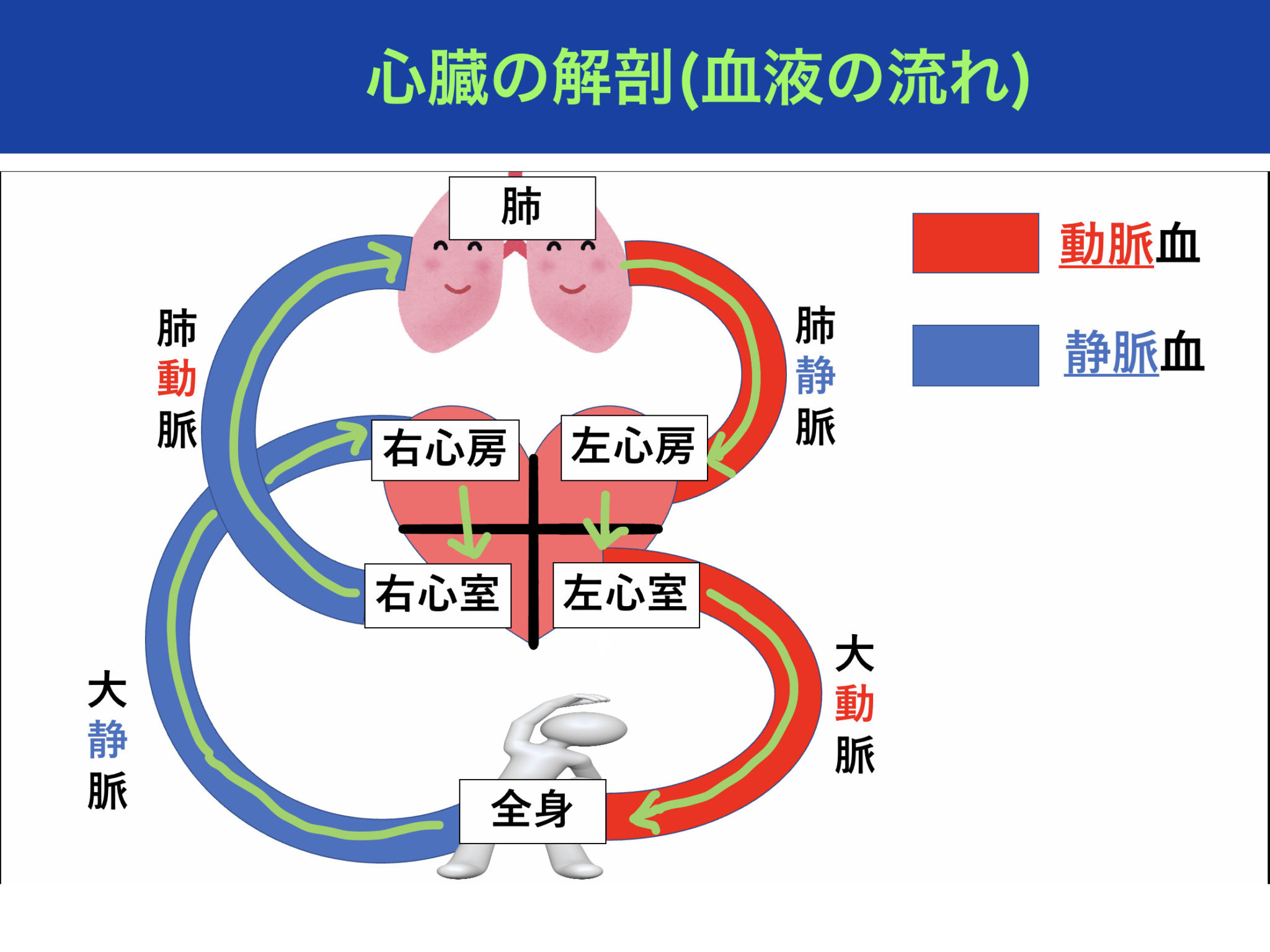 心臓の解剖！僧帽弁だけ二尖弁な理由とは？血液の循環経路と併せて解説！