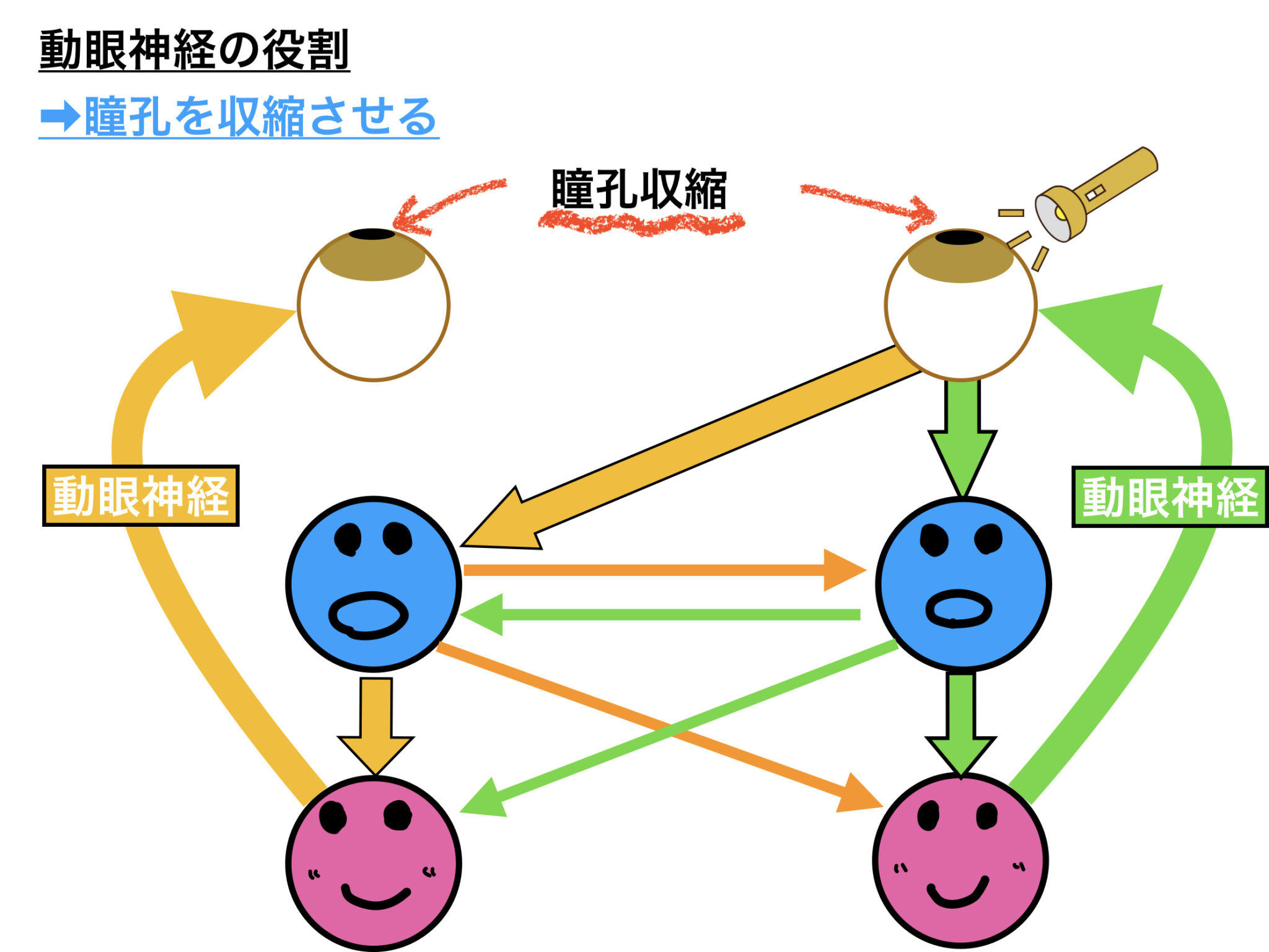 対光反射の神経や経路をわかりやすく解説！異常所見で縮瞳が起こる時と起こらない時の違いは？