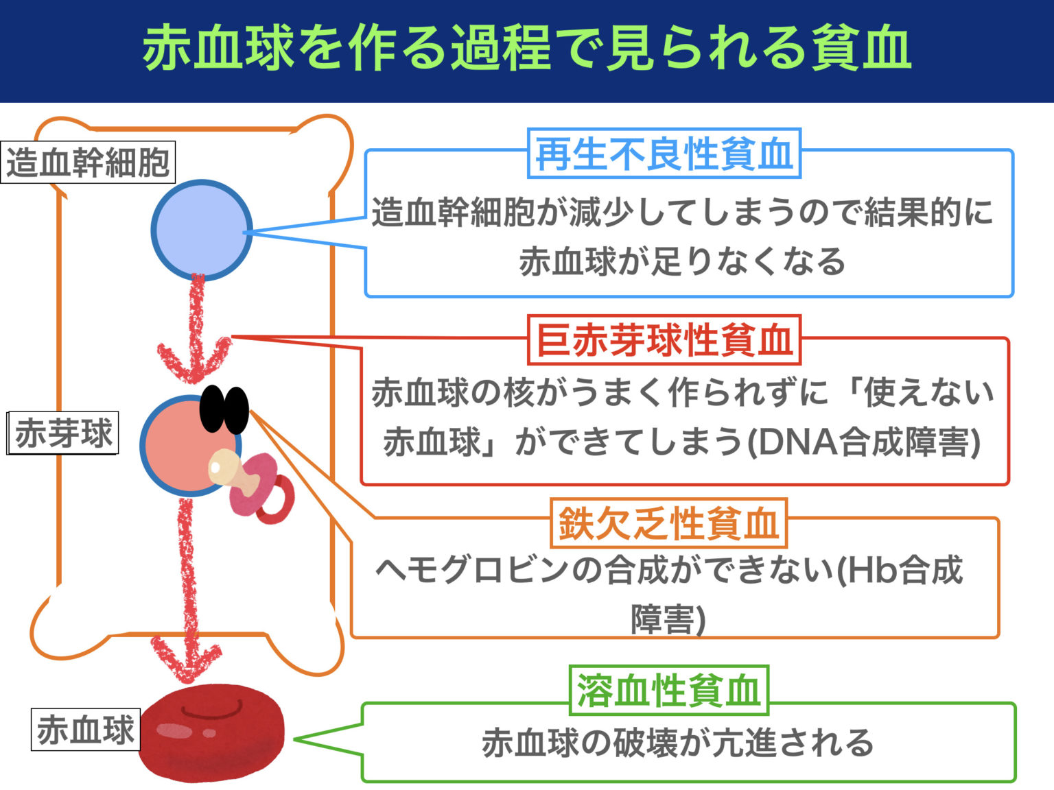 忍者めし cm 声