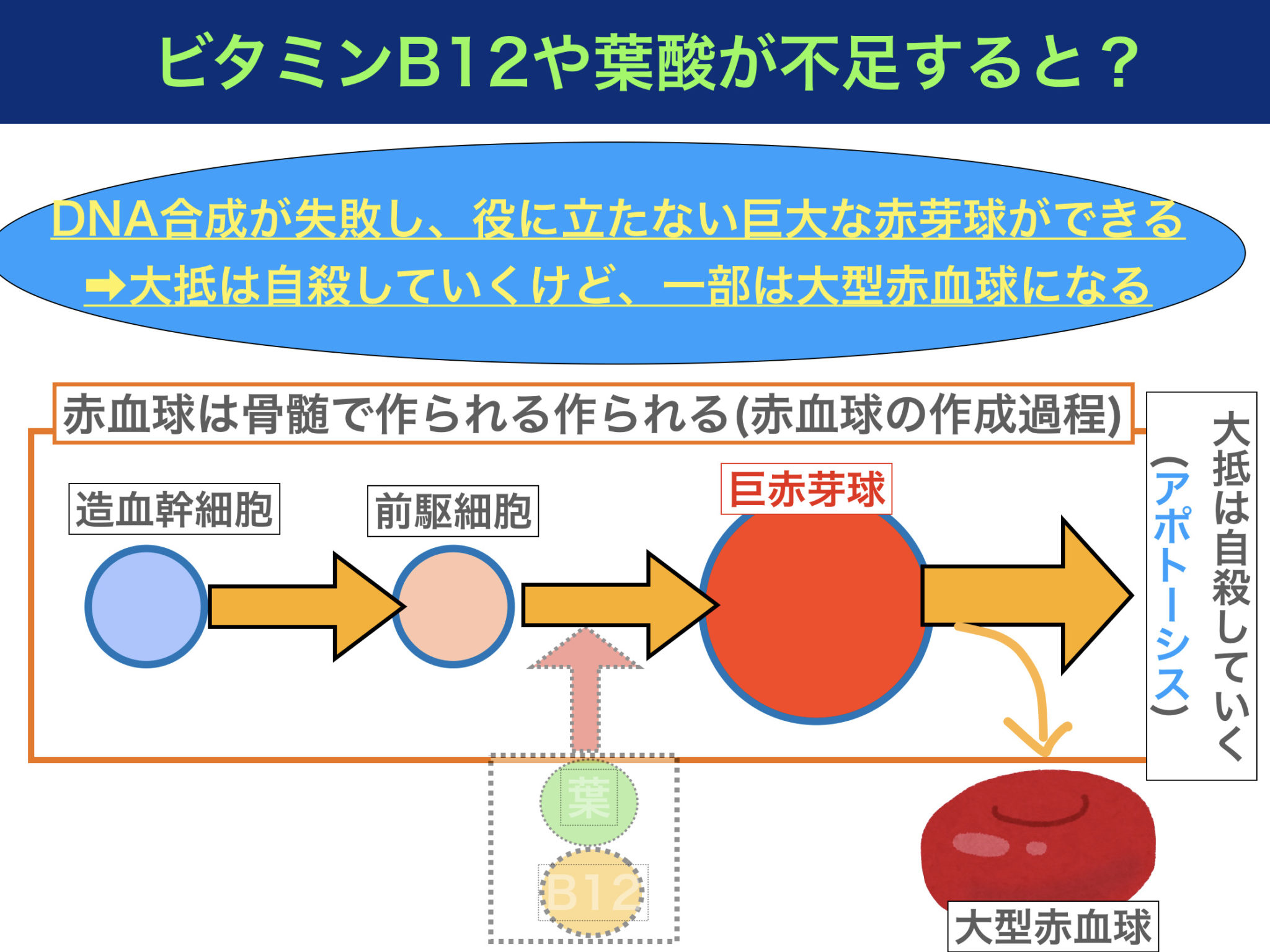 いとうあさこ mbti