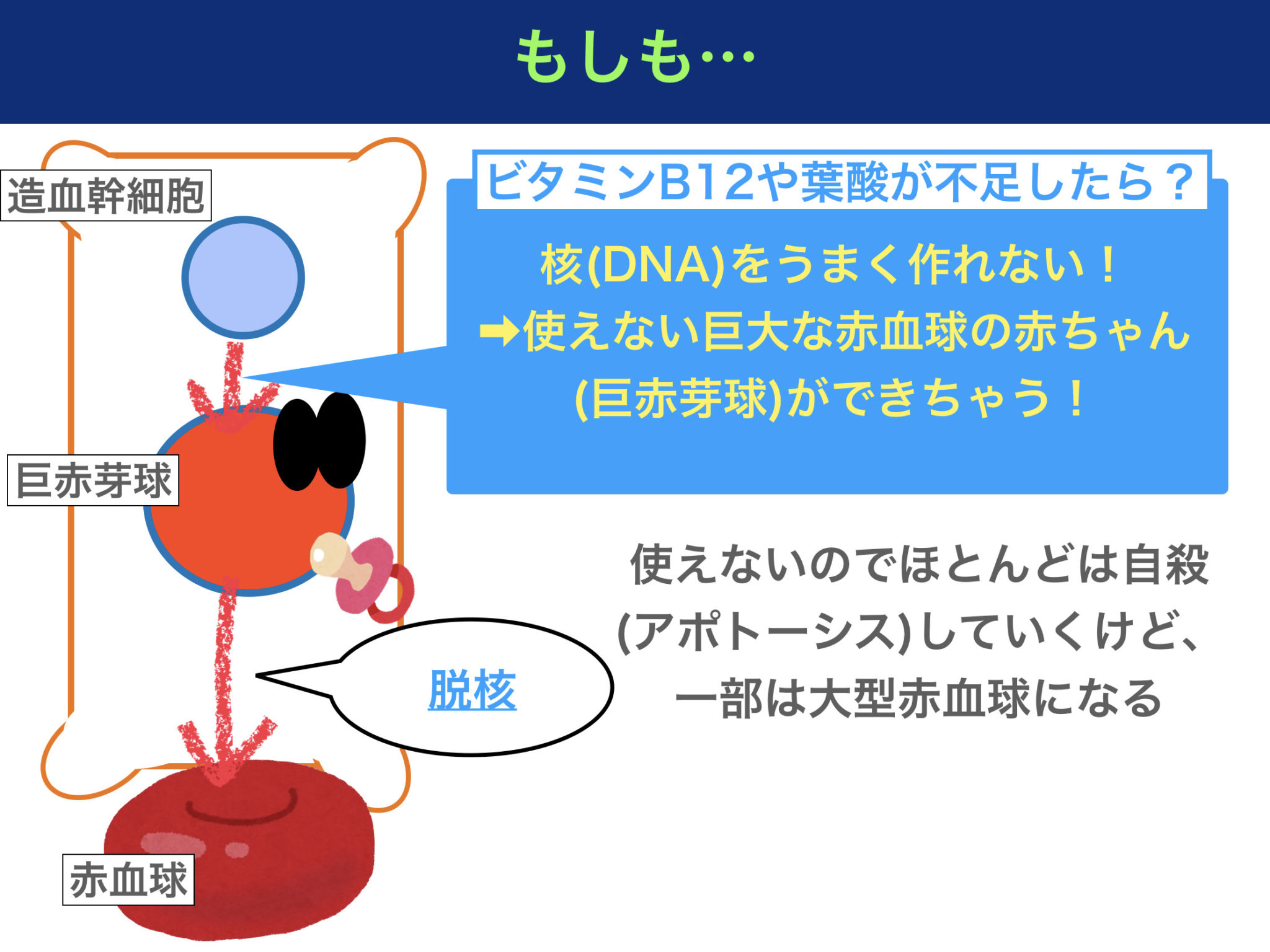 いとうあさこ mbti