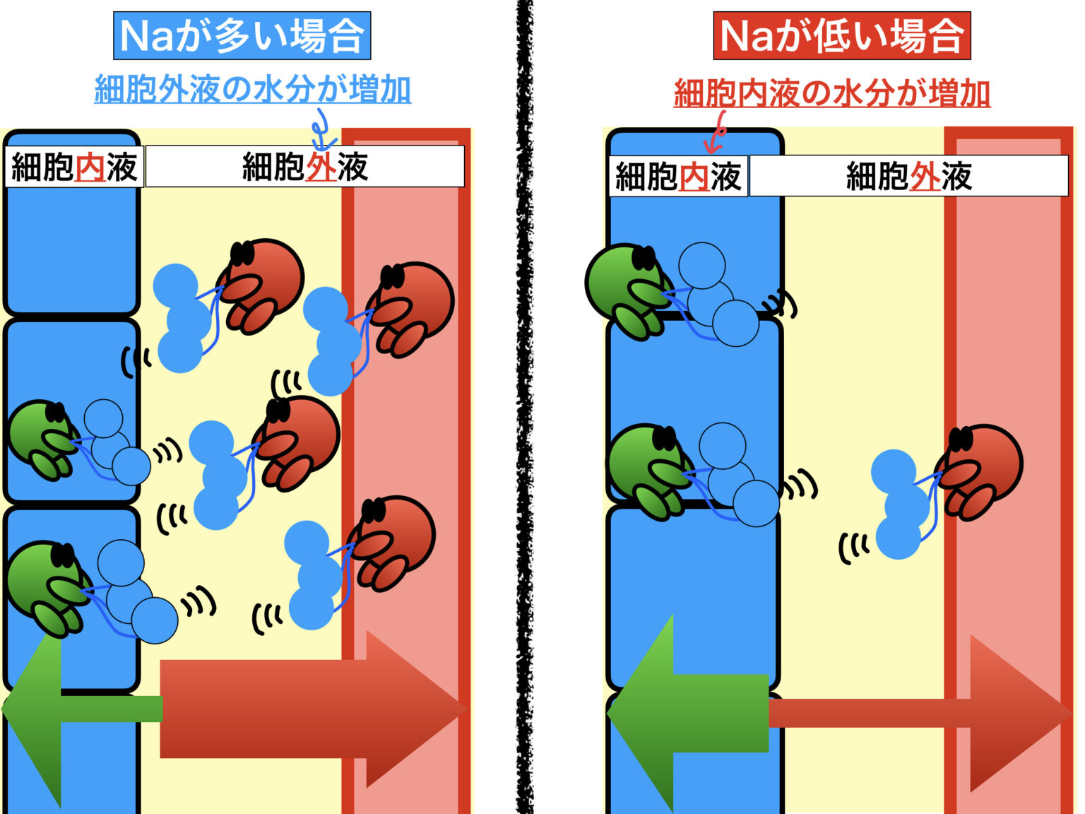 脱水とは〜等張性？低張性？高張性？わかりやすく解説！〜