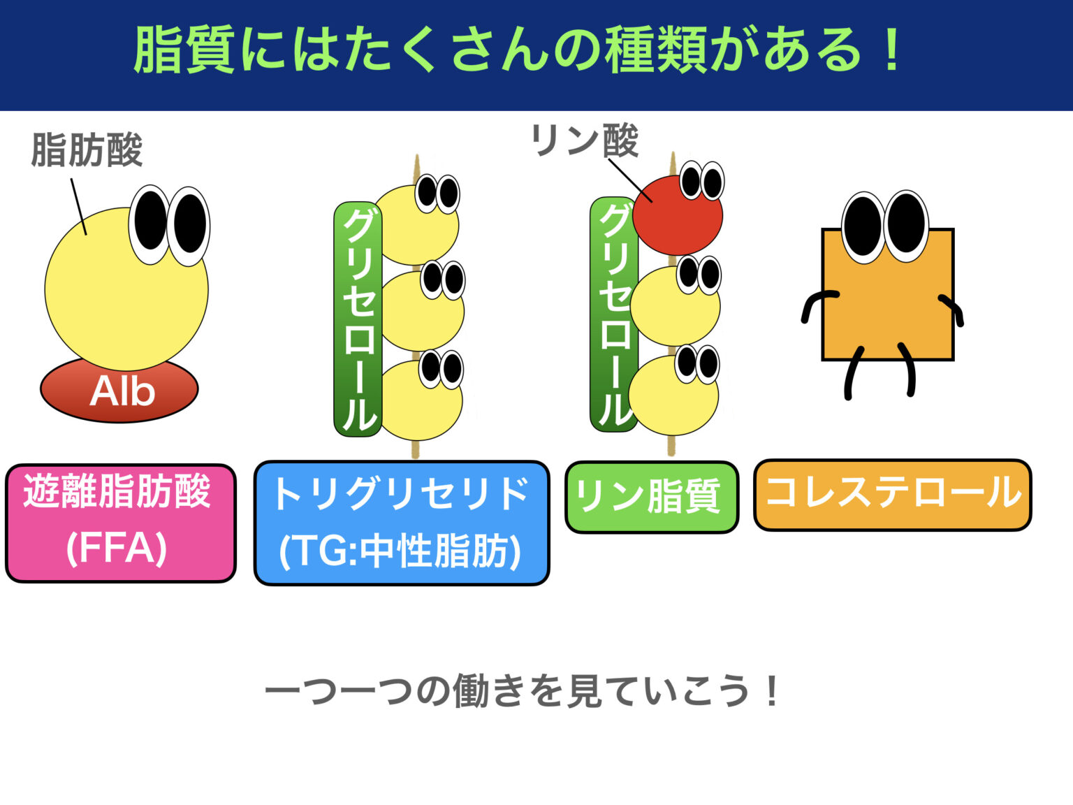 脂質とは？中性脂肪や遊離脂肪酸、リン脂質をわかりやすく解説！〜看護師国家試験に合格するノート〜