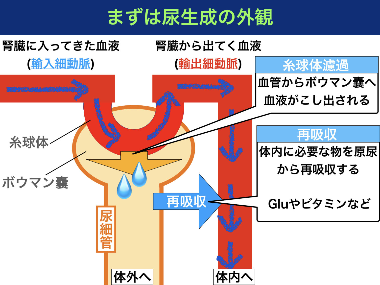 ネフローゼ症候群とは〜症状の仕組みや看護の理由をわかりやすく解説！〜