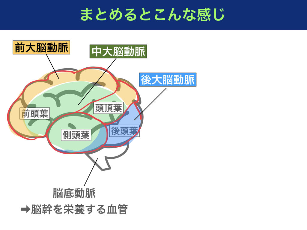 脳の解剖生理〜前大脳動脈や中大脳動脈、ペンフィールドの図をイラストでわかりやすく解説！〜