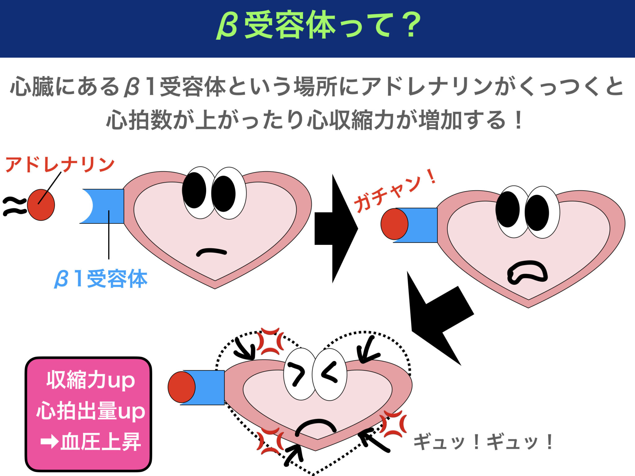 降圧薬の仕組み〜β遮断薬が喘息禁忌の理由とは？ARBやACE阻害薬の作用機序とは？〜