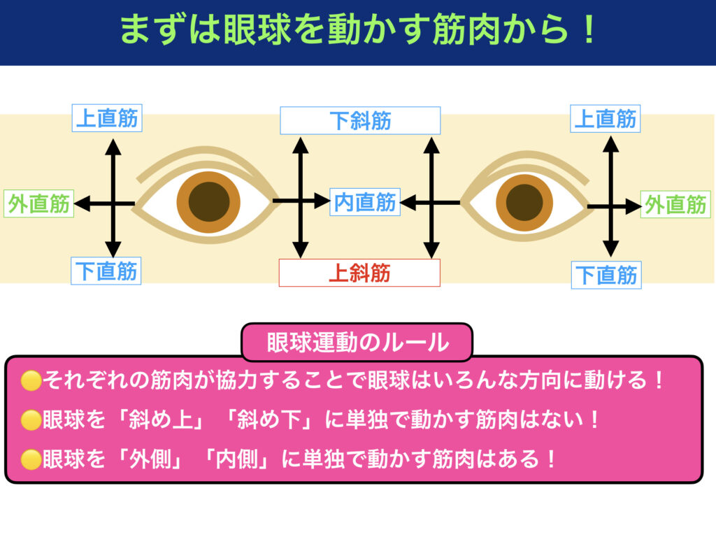 眼球運動と作用する筋肉をわかりやすく解説！〜上斜筋？下斜筋？外直筋？〜