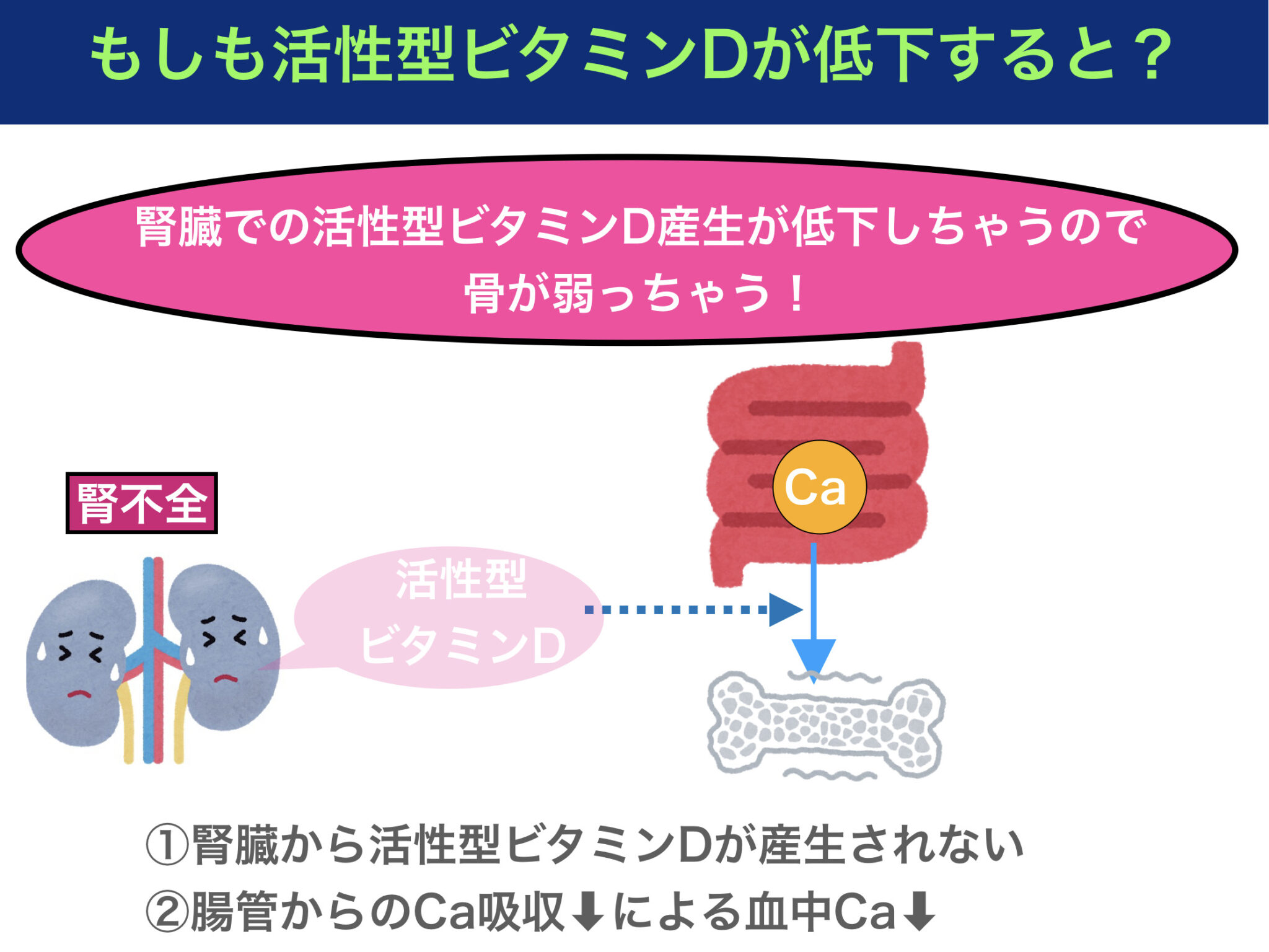 副甲状腺ホルモンとは？〜作用やカルシウムとの関係をわかりやすく解説！〜